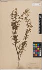 Foto von Salix capensis Thunb.